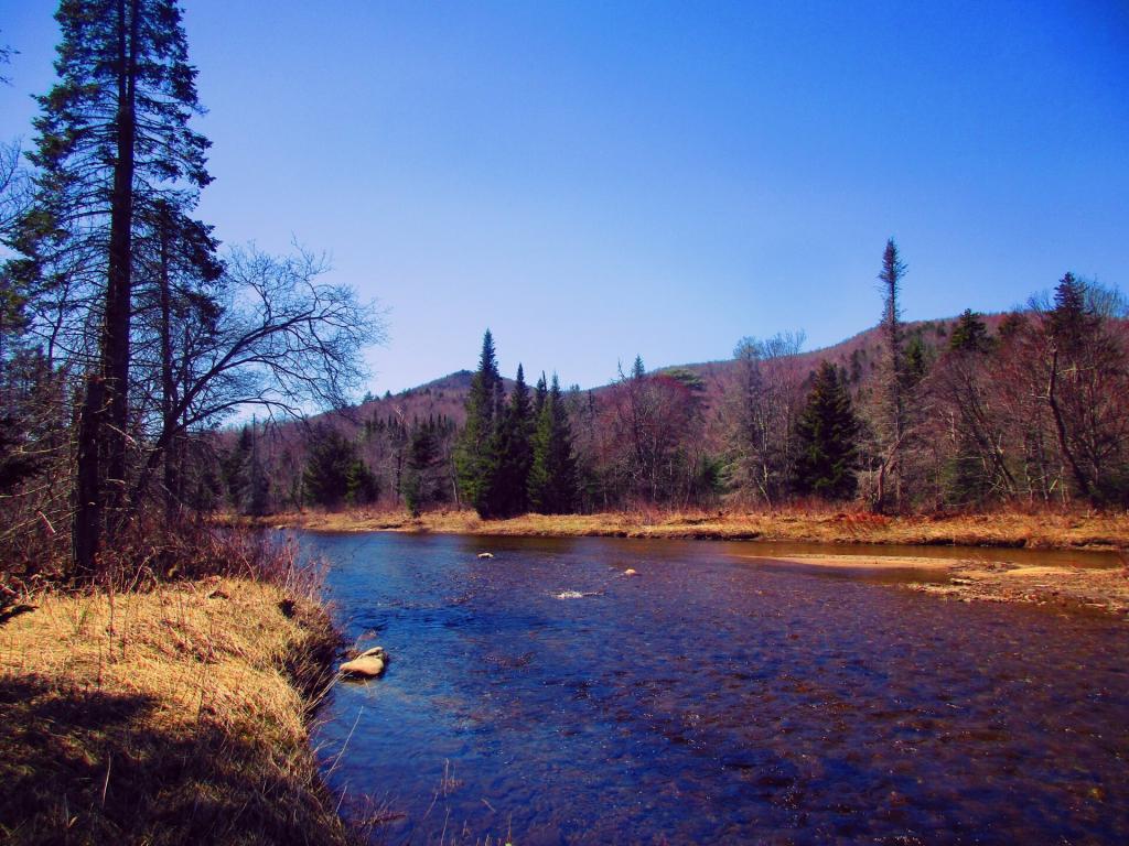 Photo: Greening Up Trees on April 10, 2010. Spring is late this year.