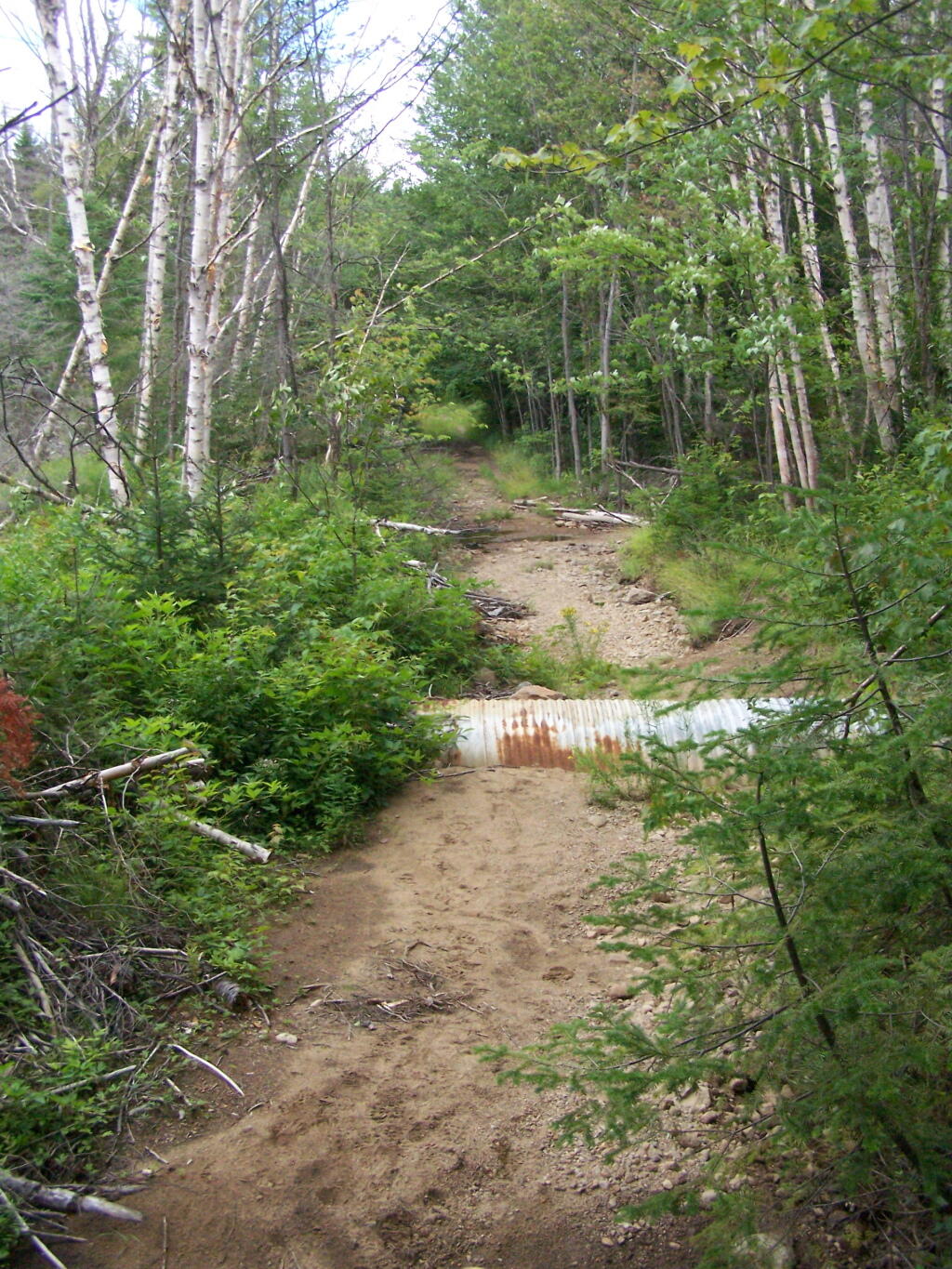 Climate Change, DEC, and Cedar River Road