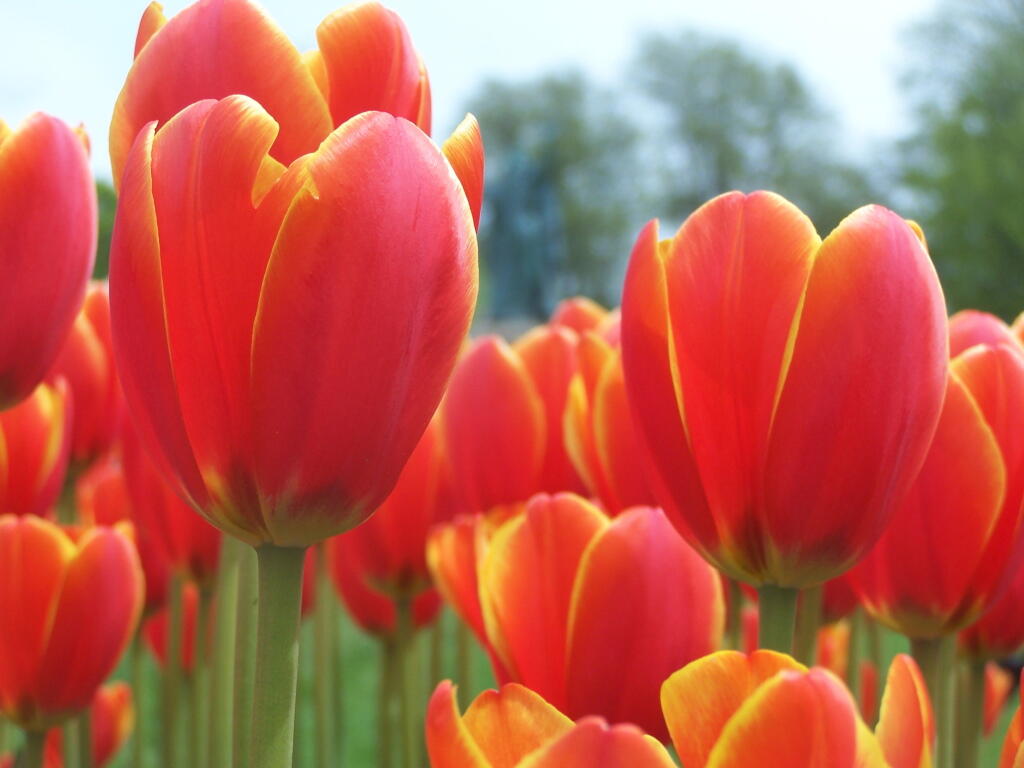 Photo: Red and Yellow Tulips (May 6, 2011)