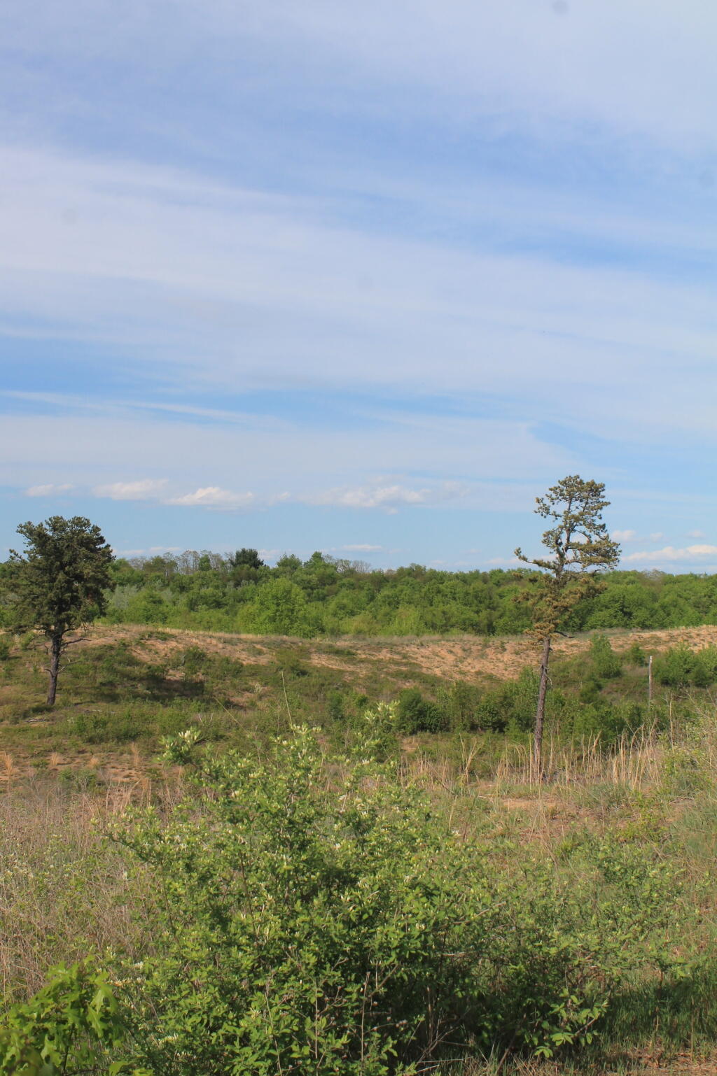 Photos: Albany Pine Bush (May 18, 2013, Part A)