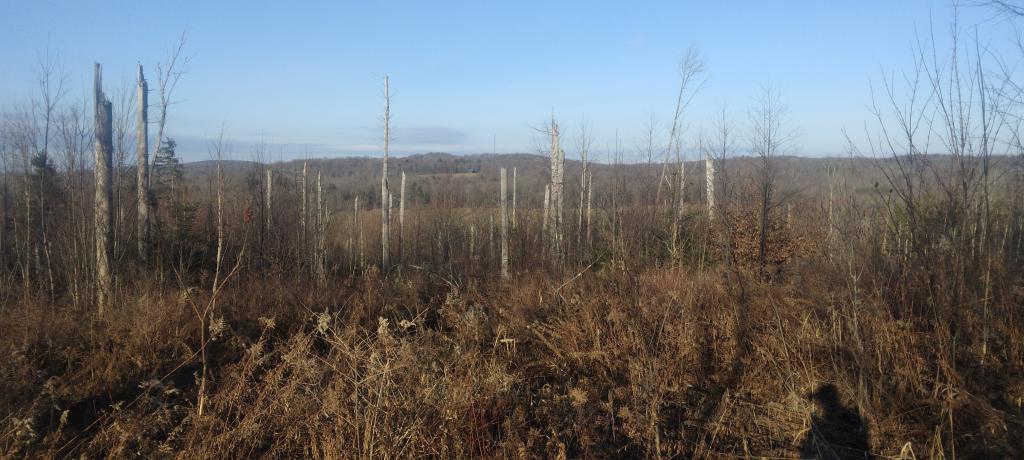 Photos: Albany Pine Bush (May 18, 2013, Part E)