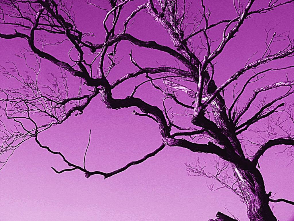  Purple Tree