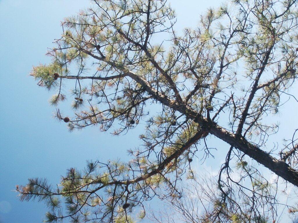 Pine Bush Tree