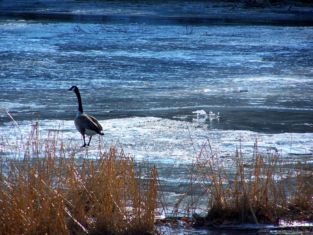  Goose on Ice