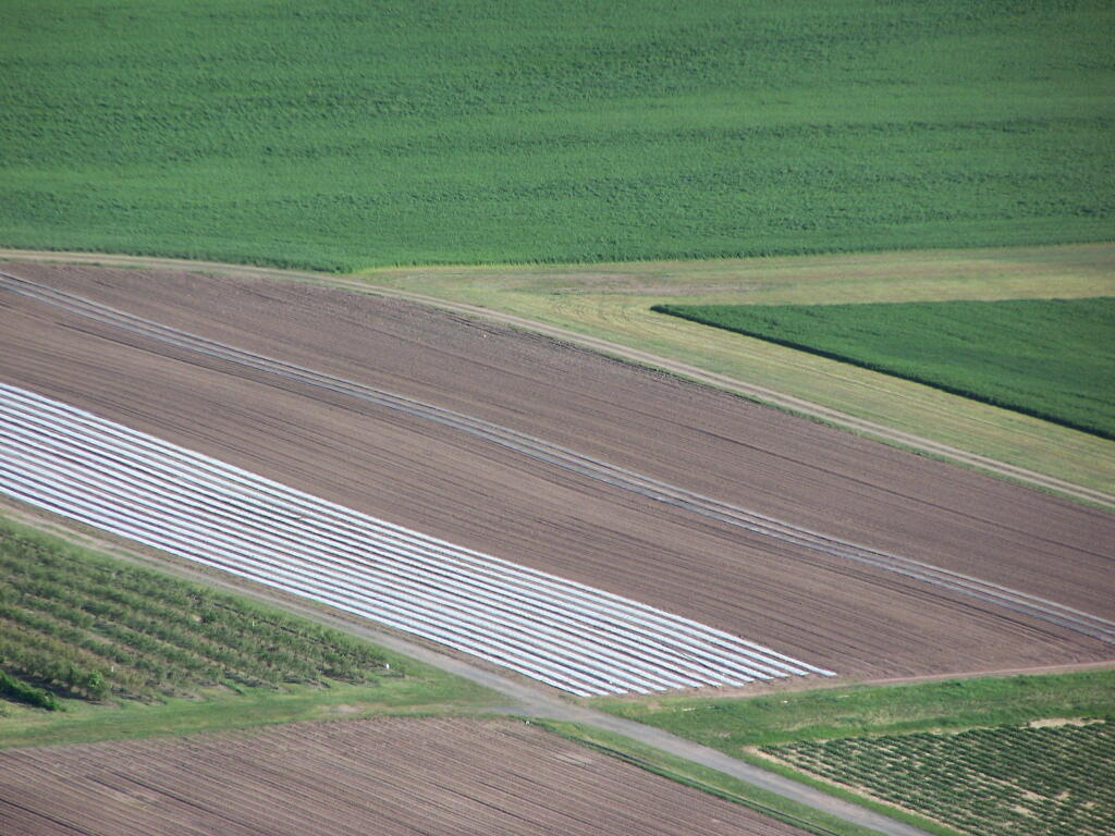 White Fields