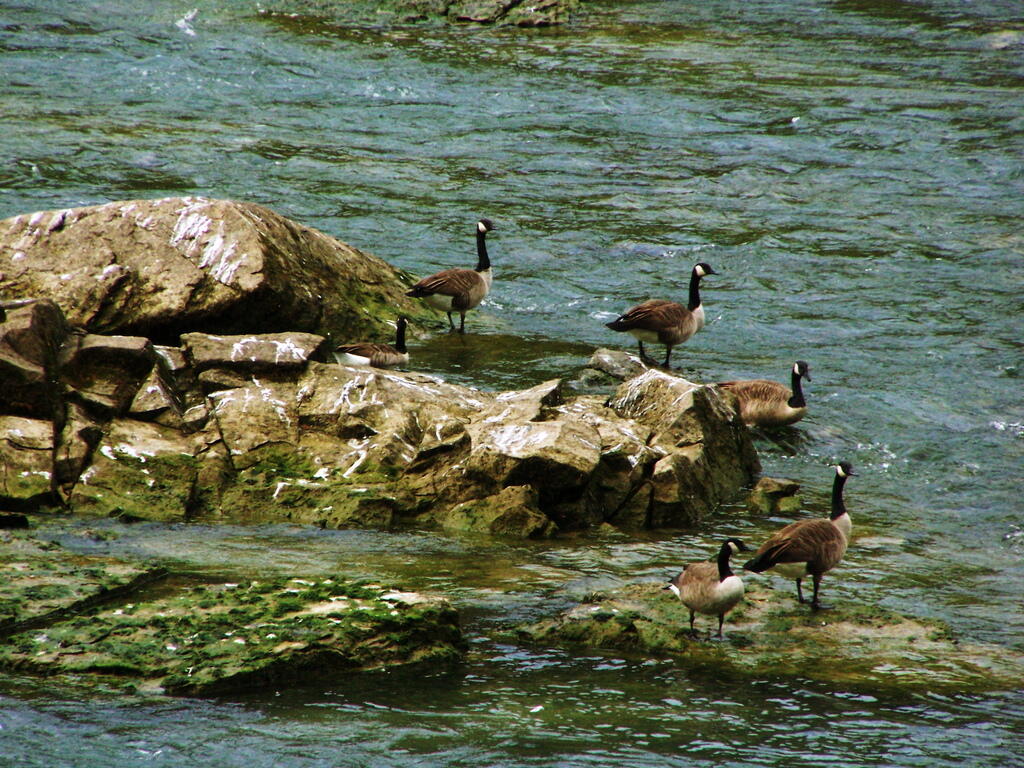 Geese on Rock
