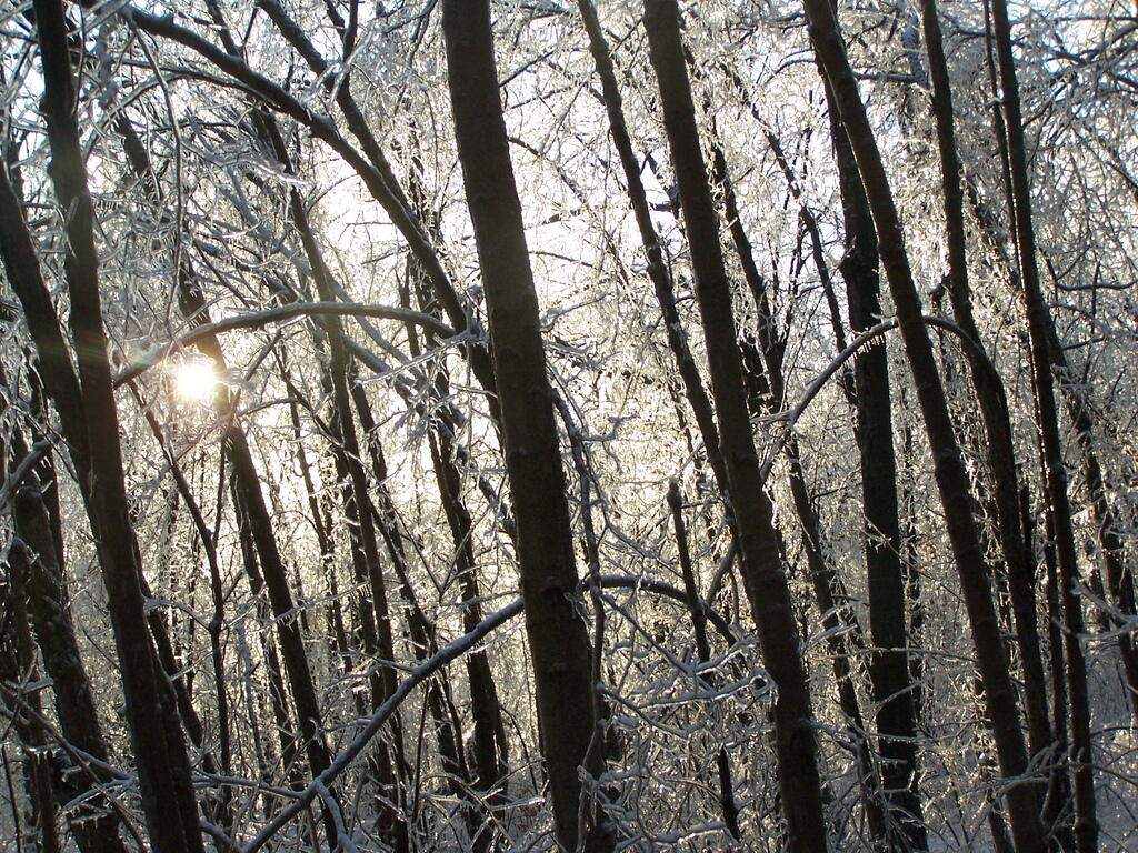 Ice Peaks Through Trees