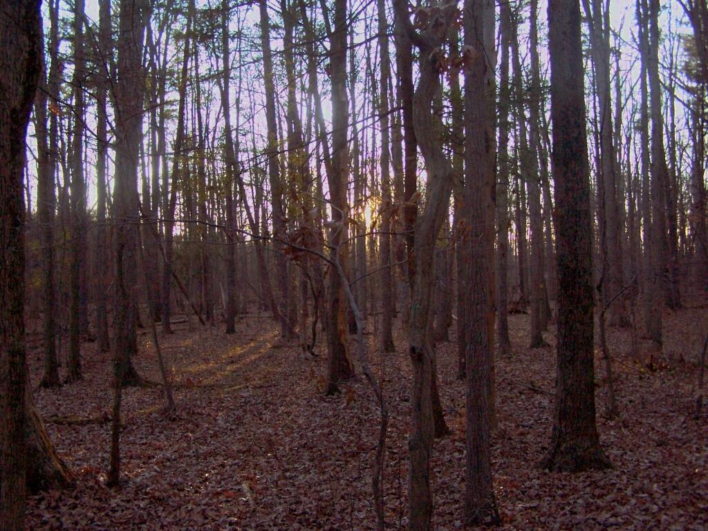 Sunset in Woods