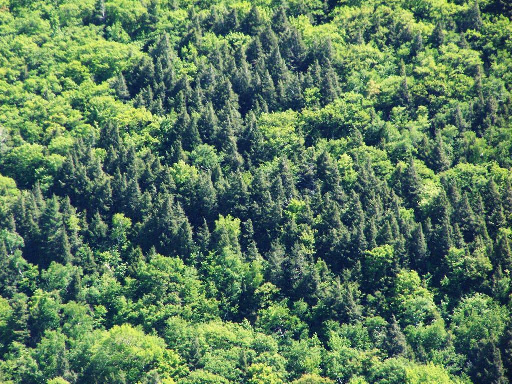 Trees on Palenville High Peak