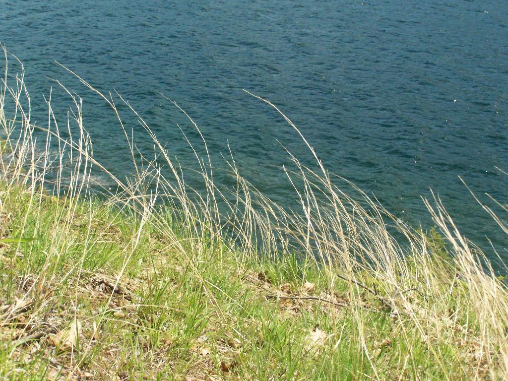 Grass Along Lake