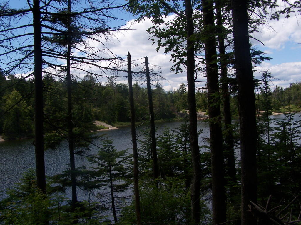 Trees at Crane Lake