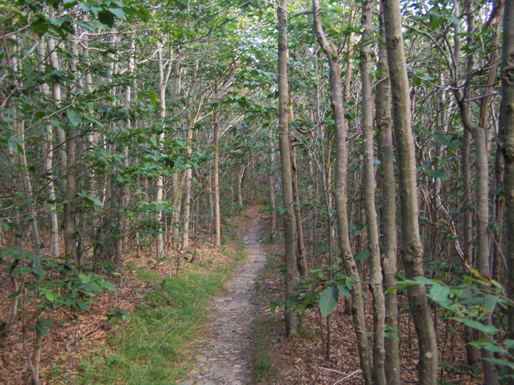 Ash Trees Along Trail