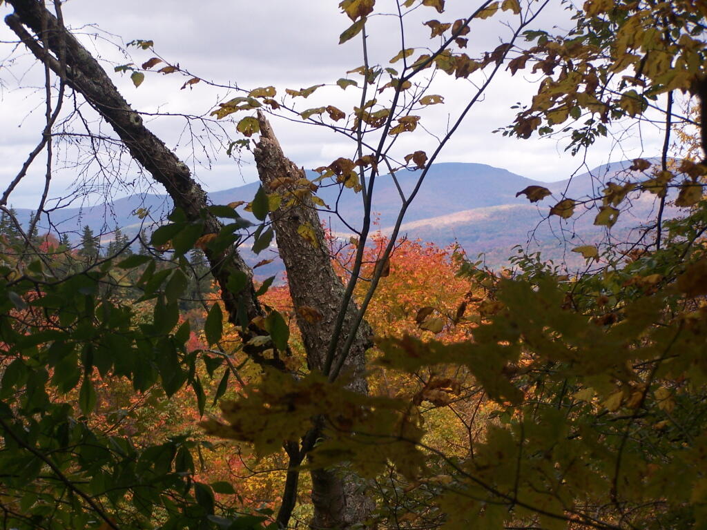 TriMount Peaks Through Foliage