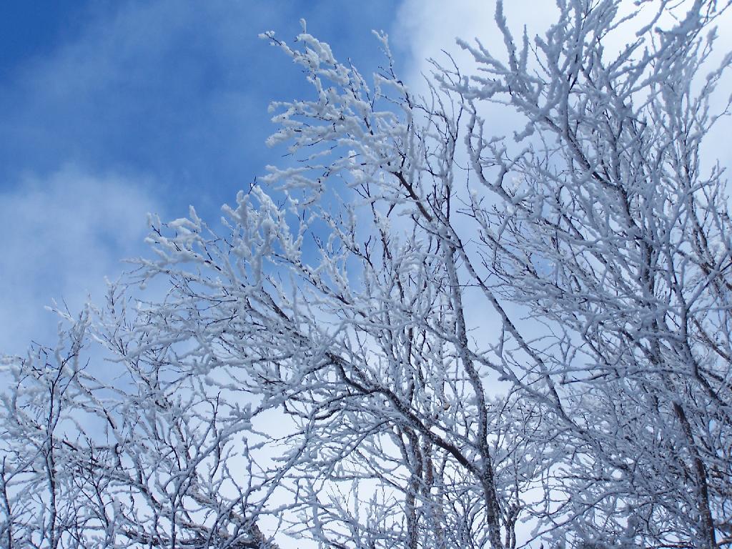 Snow on Trees