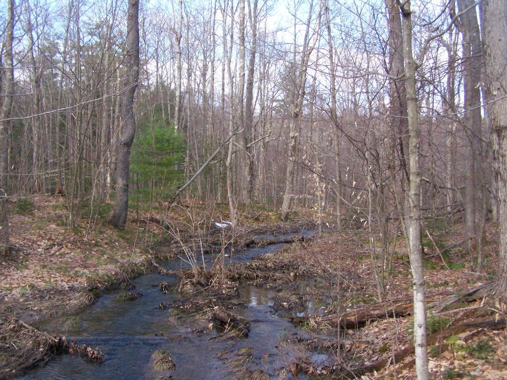 Headwaters of Cole Brook