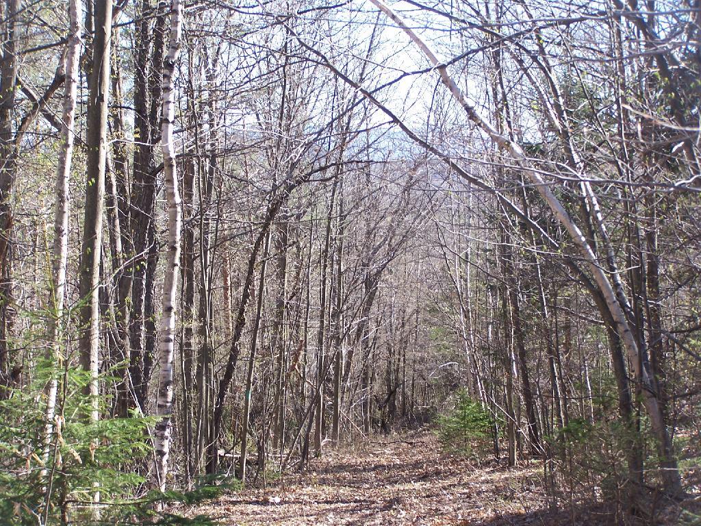 Long Path Down Old Road