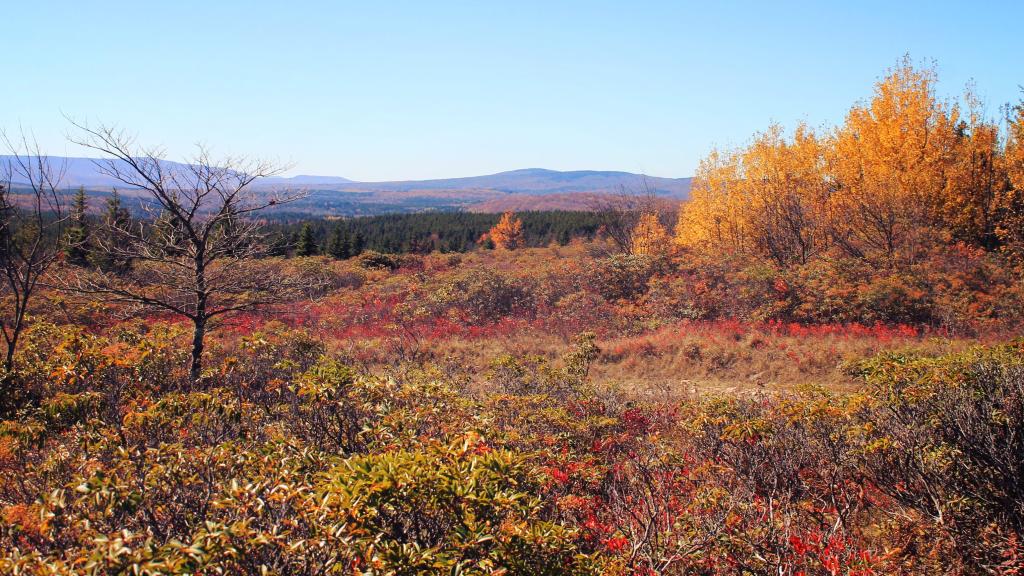 With Color Fading Early in Dolly Sods it Can Look Like Late Autumn in Early October