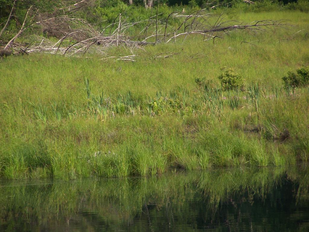 Marshy Edge of Duck Pond