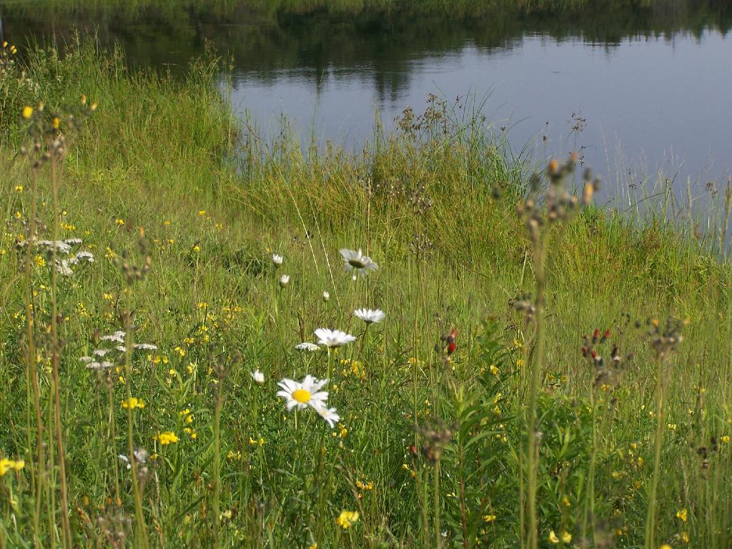 Wildflowers Along Duck Pond