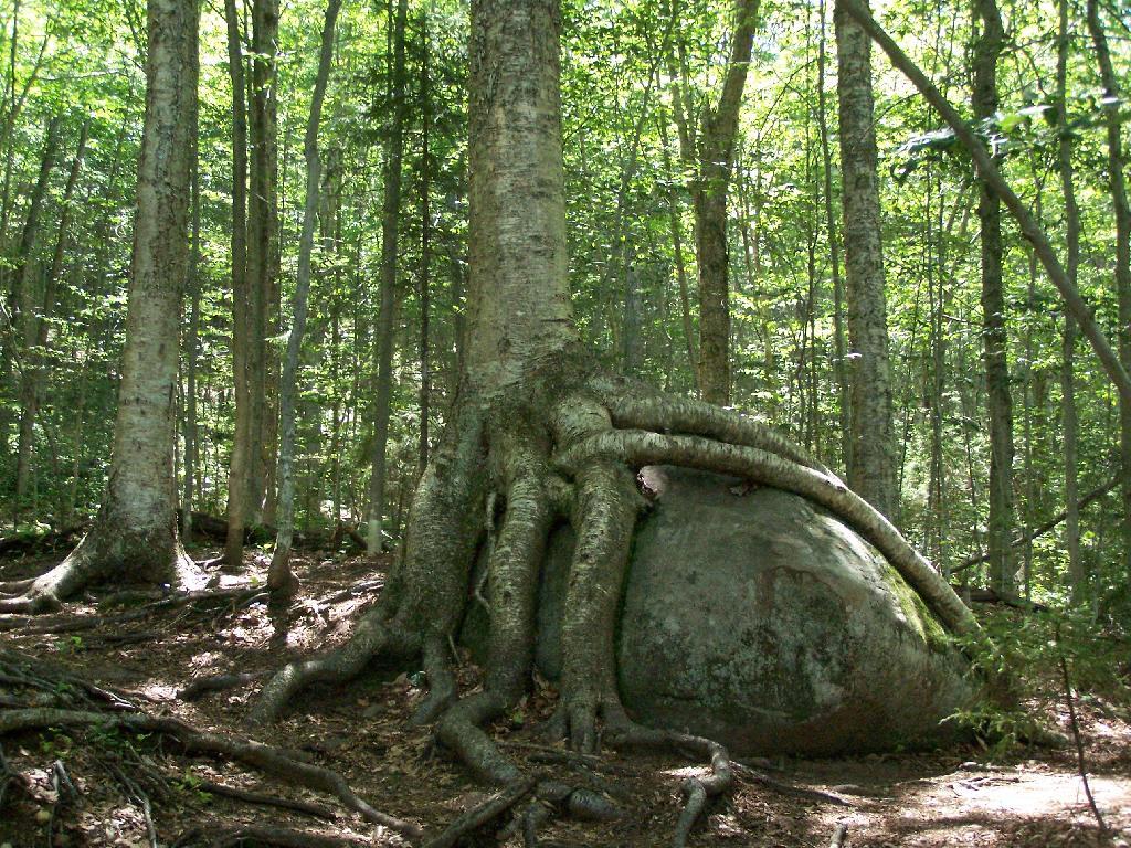 Tree Grown Over Rock
