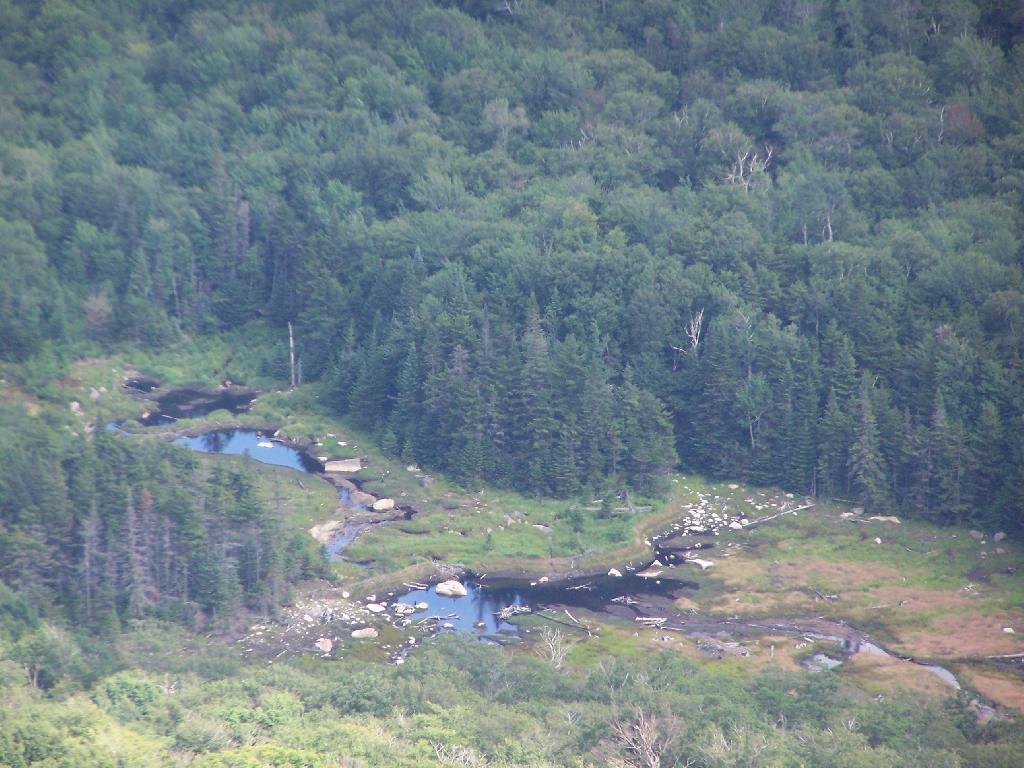 Swamp at Wakely Mountain