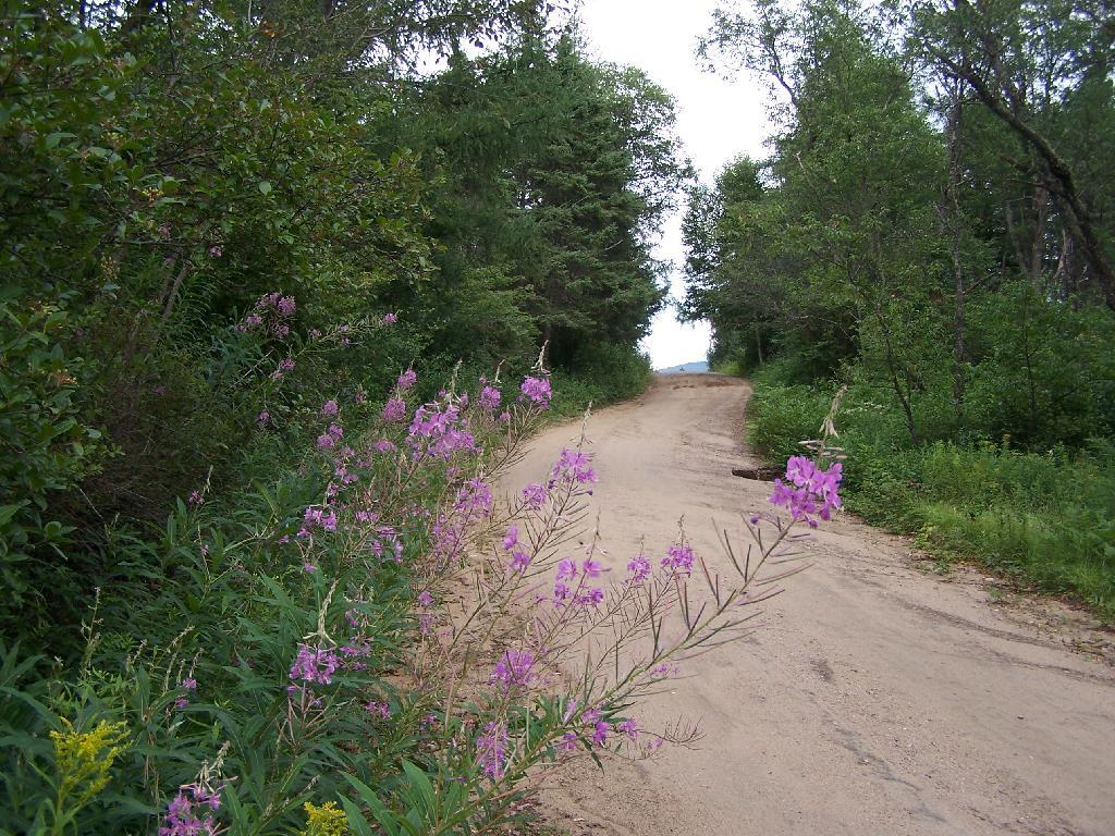  Purple Flowers Along Otter Brook Road
