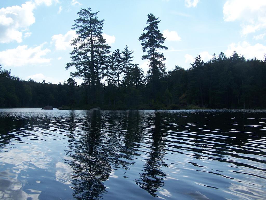 Pine Trees Reflect On Mason Lake