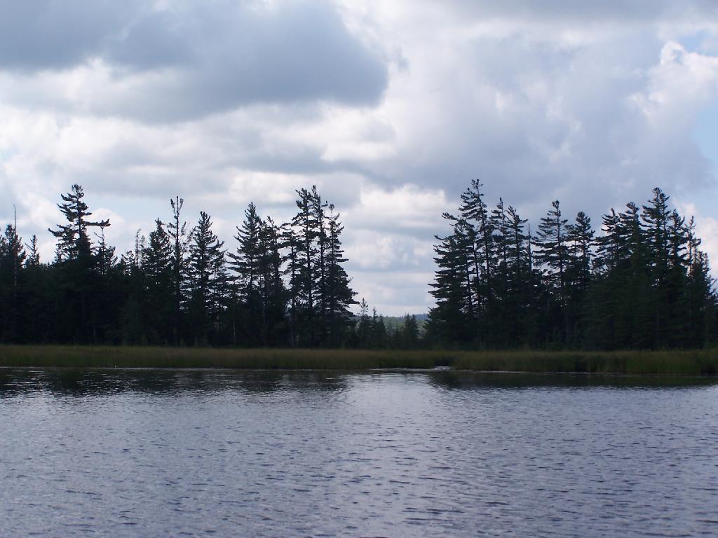 Trees Along Hitchens Pond