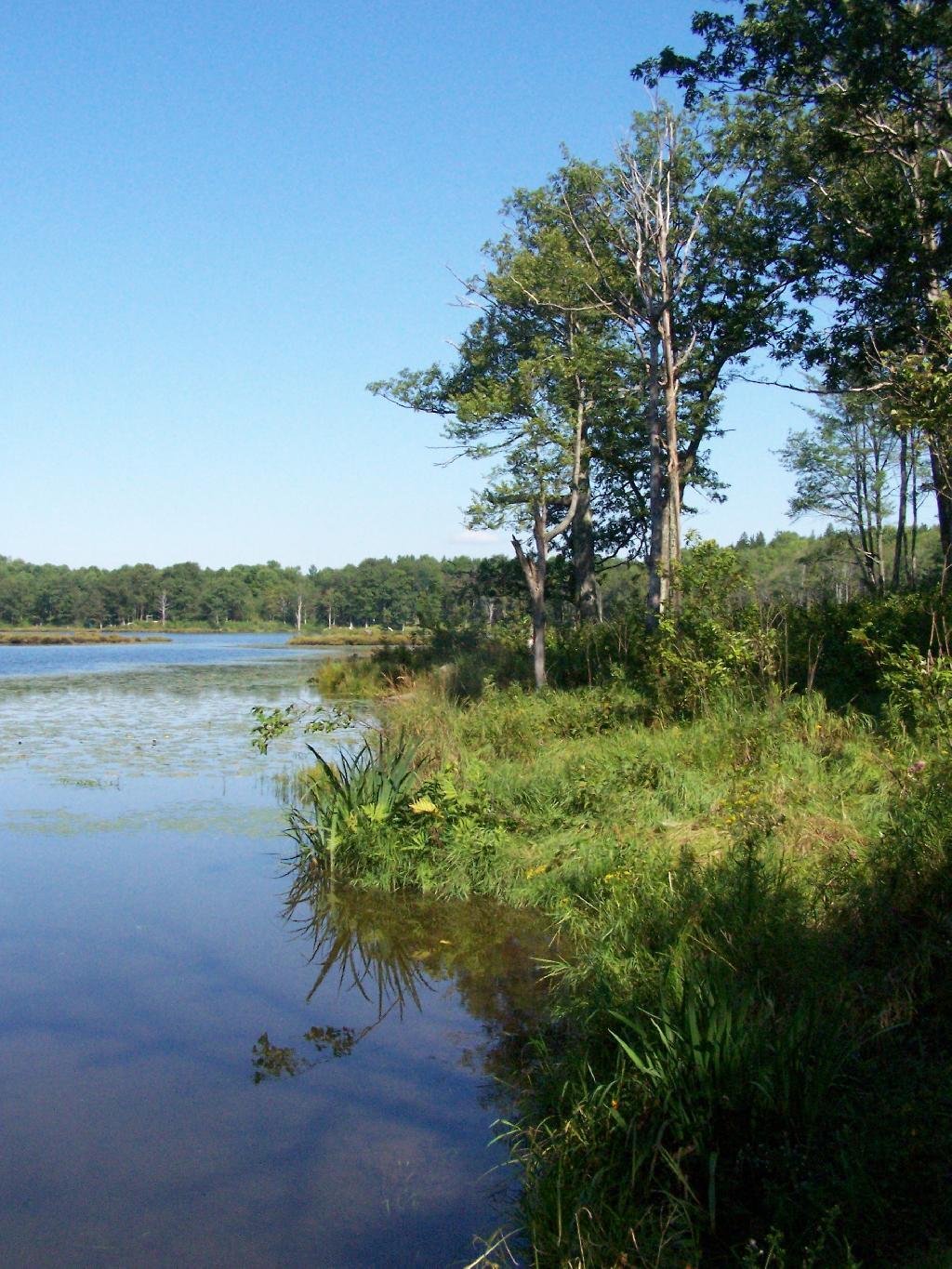 Shoreline of Rossman Pond
