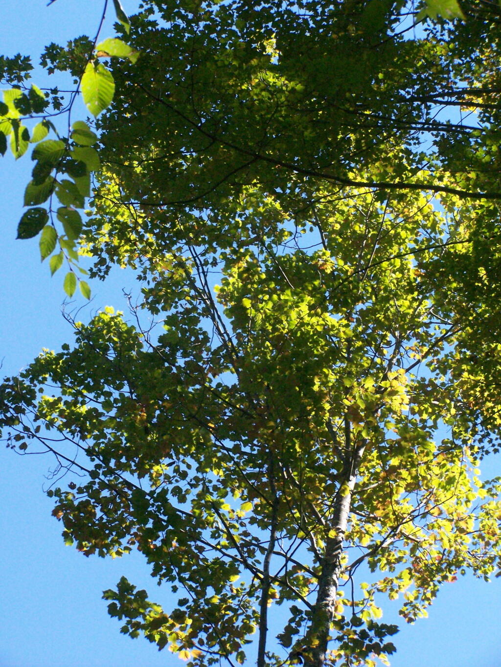 Looking Up at the Ash Trees