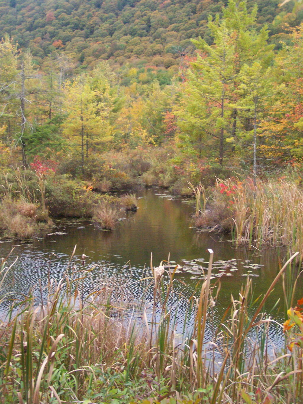Wetlands in the Fall