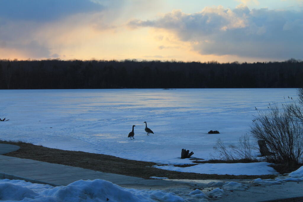  Canadian Geese at Sunset