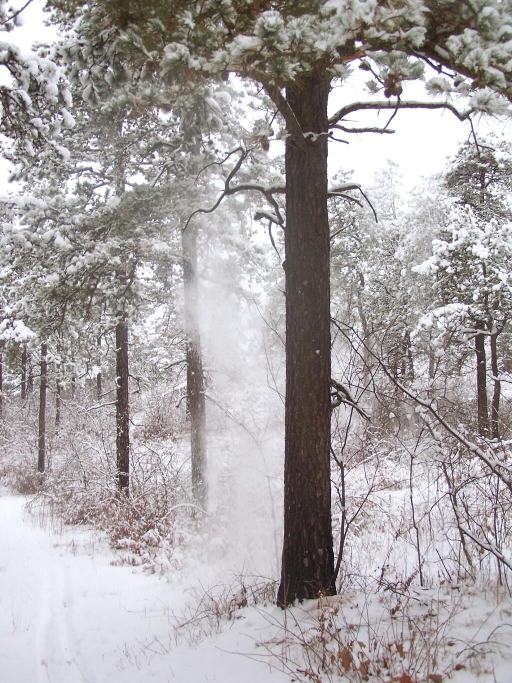 Snow Falls of a Tree