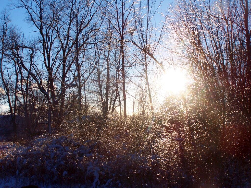 Sunlight Filters Through Ice Covered Trees
