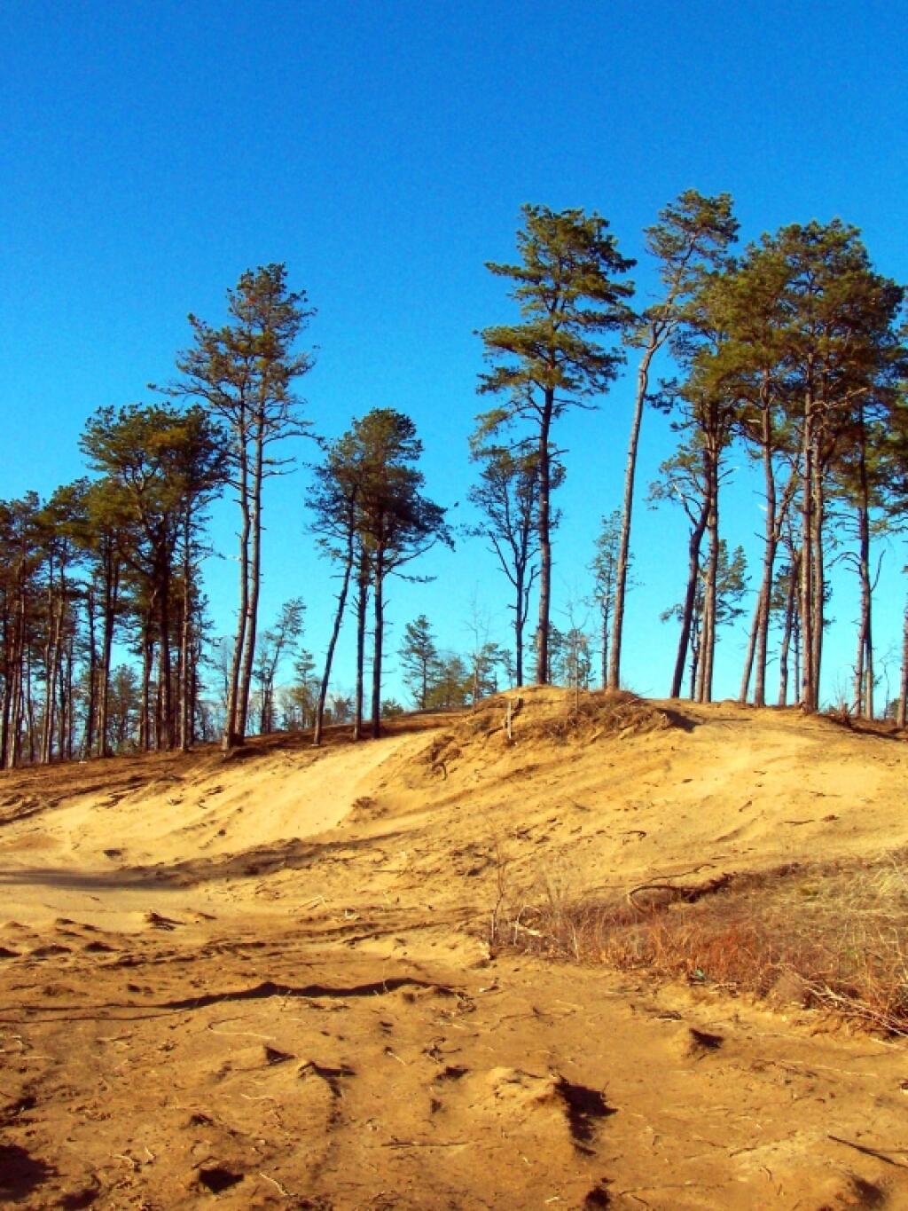 Sand Dunes Under Restoration