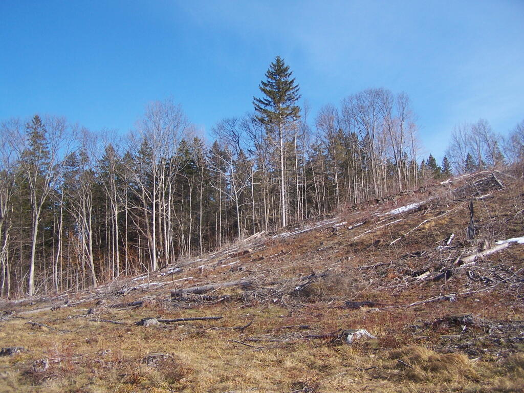Looking Up Clear Cut Hill