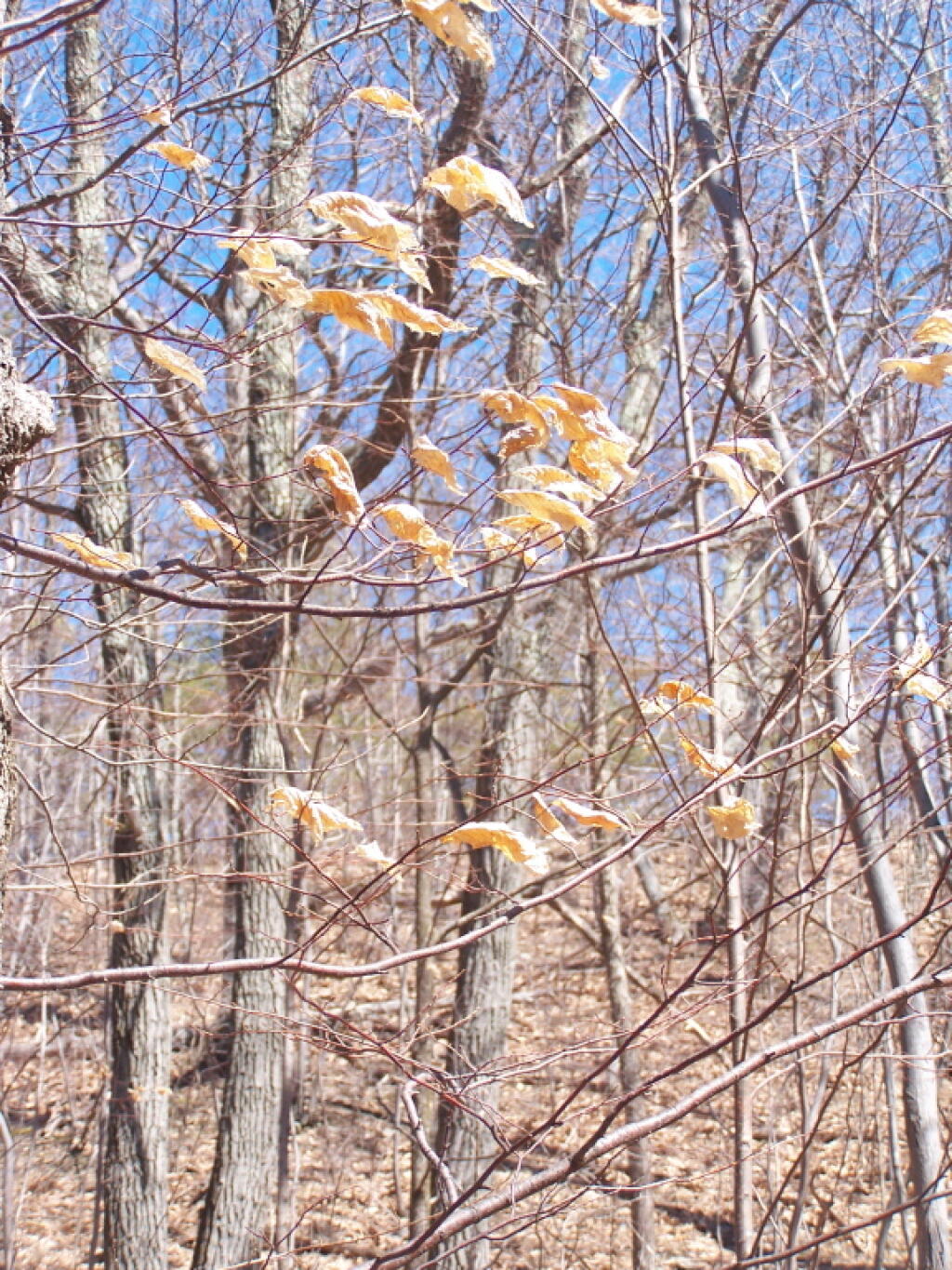 Few Remaing Lonely Oak Leaves