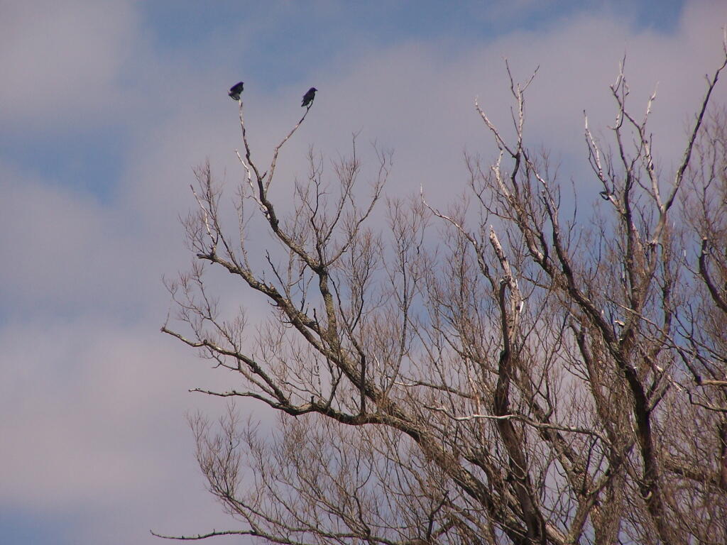 Crows Looking Down at Pond