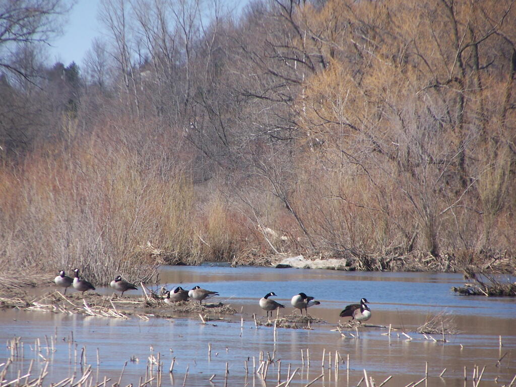 Geese in Chenango River