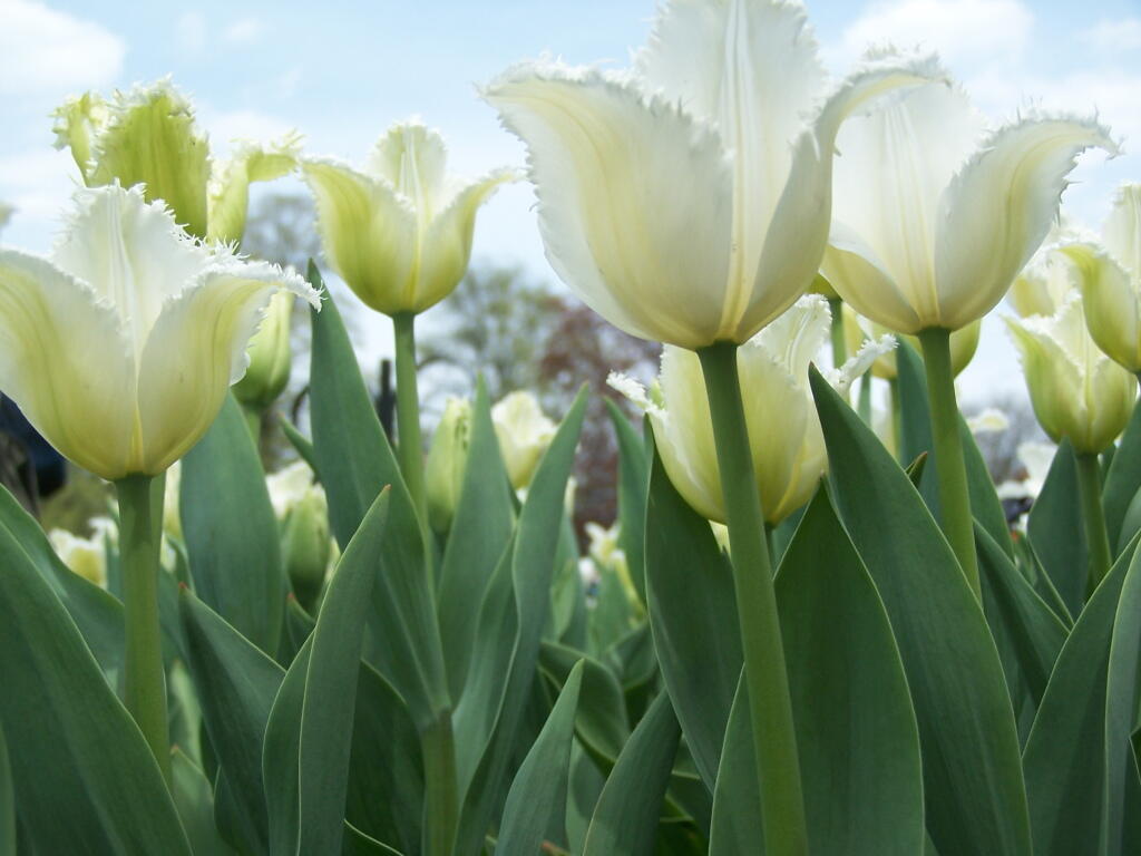  White Tulips
