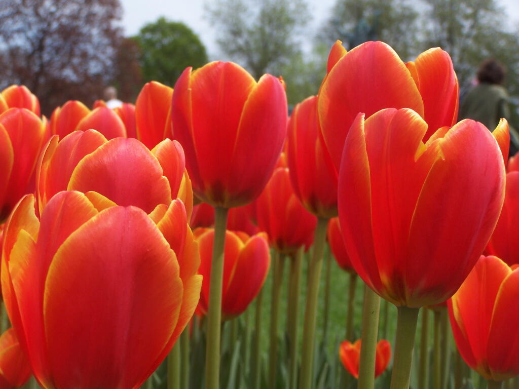  Red and Yellow Tulips