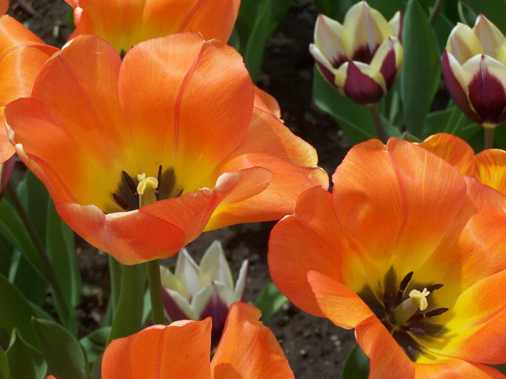 Orange, Red, White Tulips