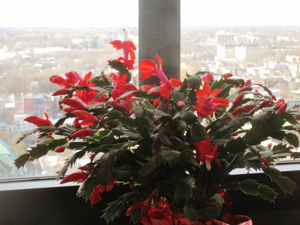 Today In Christmas Cactus, Picture 2