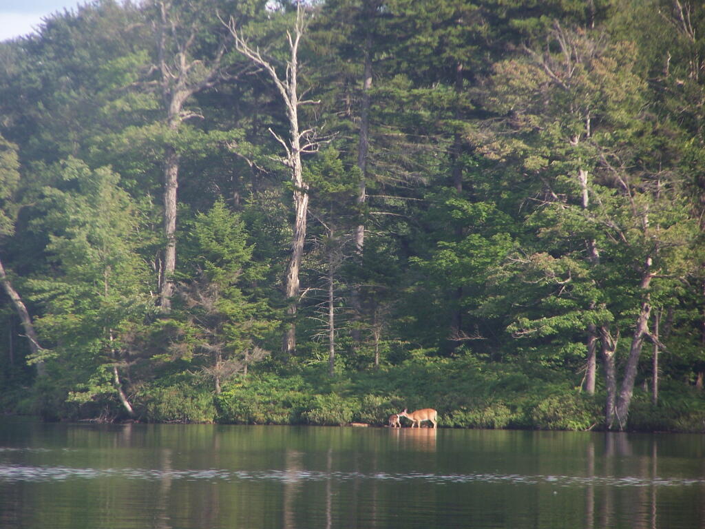 Doe and Fawn on Lake