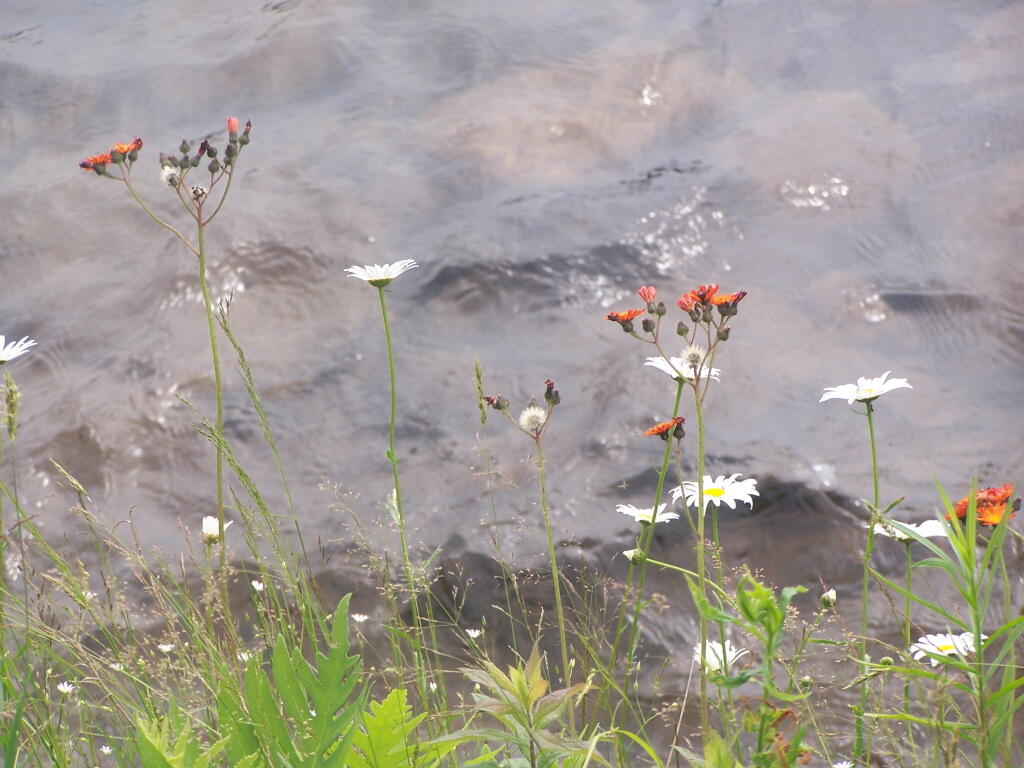 Wildflowers Along the Lake