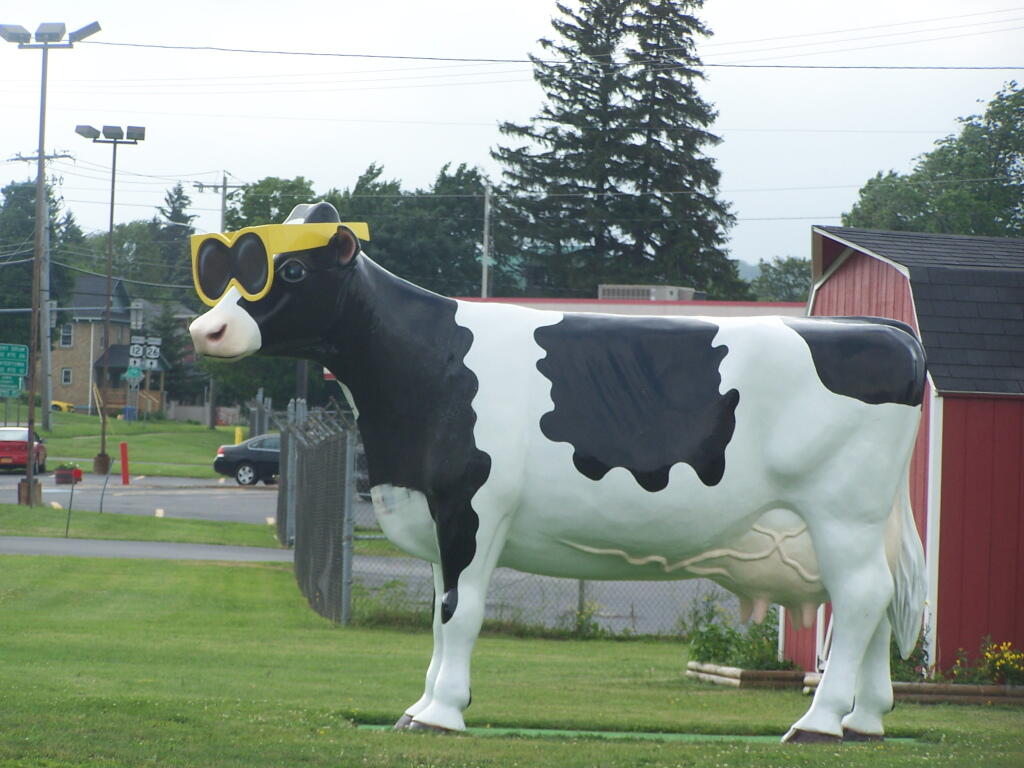 Cow with Sunglasses (Up Closer)