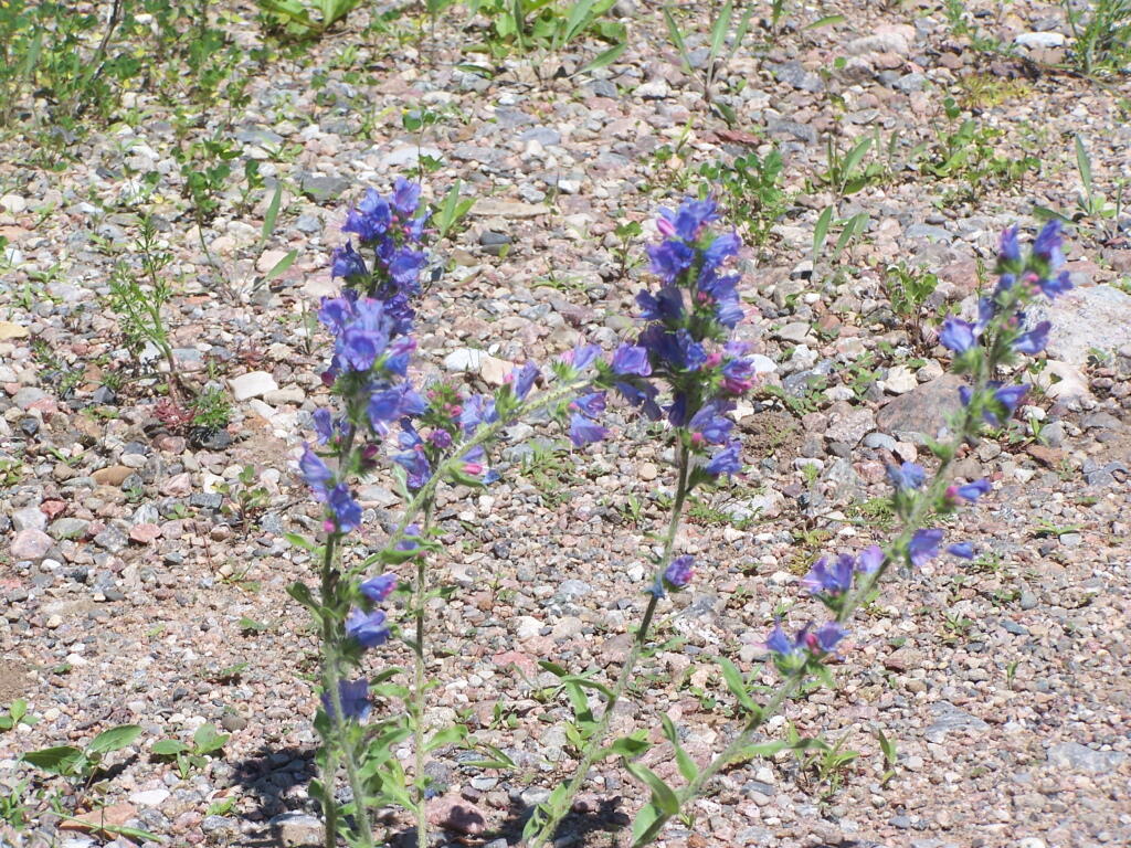 Flowers Along the Road