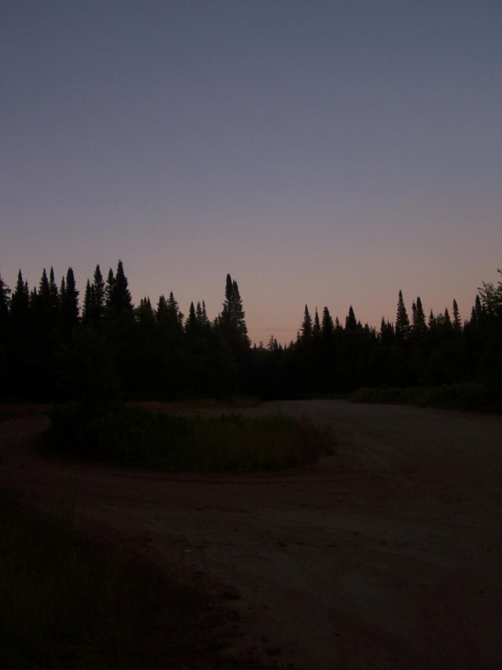 White Pines After Dark