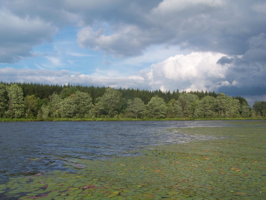 Timber Planation Along Long Pond