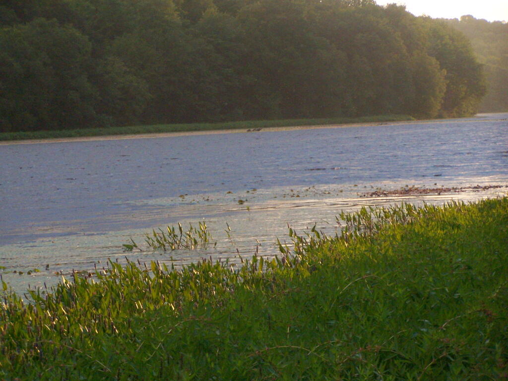 Rays Hitting the Pond
